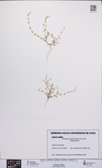 Pectocarya linearis [Espécimen: UCH:AGUCH:0025502]