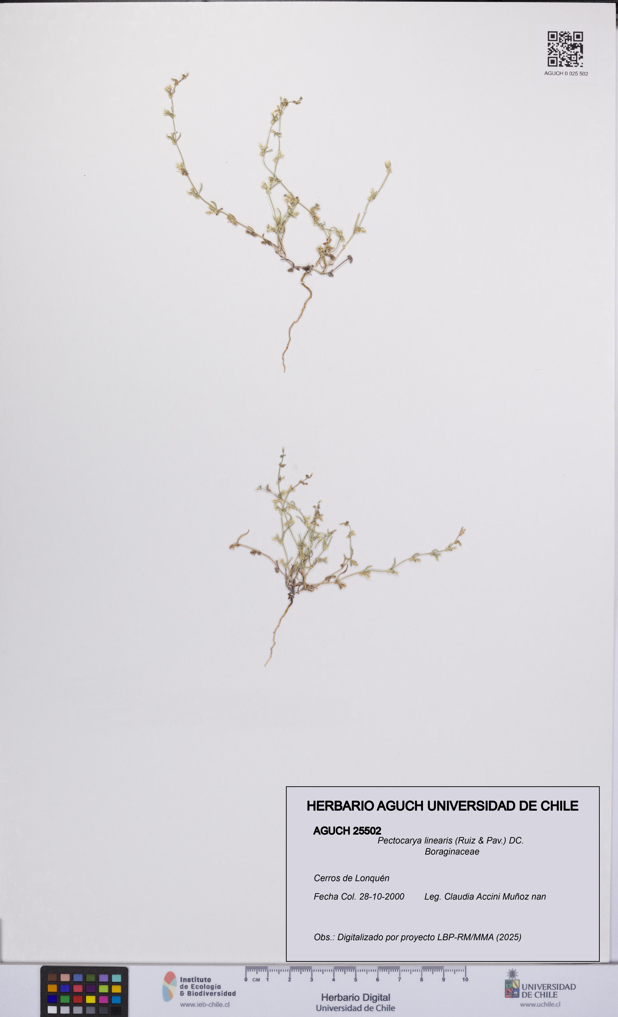 Pectocarya linearis [Espécimen: UCH:AGUCH:0025502]