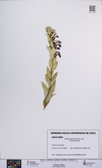 Lobelia polyphylla [Espécimen: UCH:AGUCH:0025504]