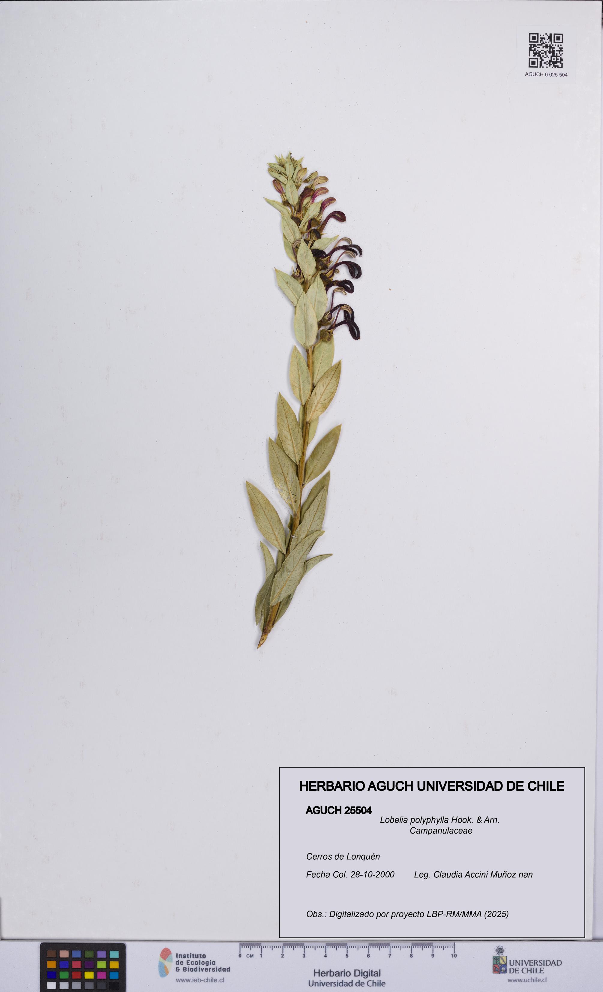 Lobelia polyphylla [Espécimen: UCH:AGUCH:0025504]
