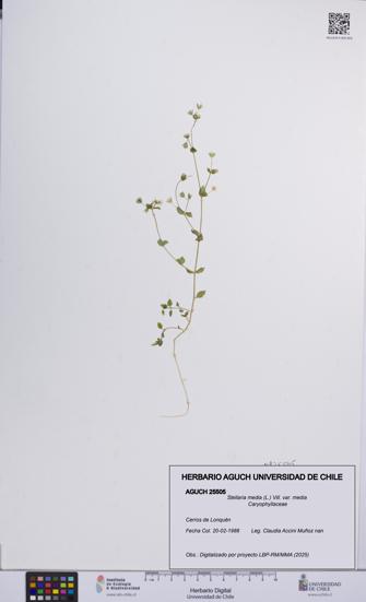 Stellaria media var. media [Espécimen: ]