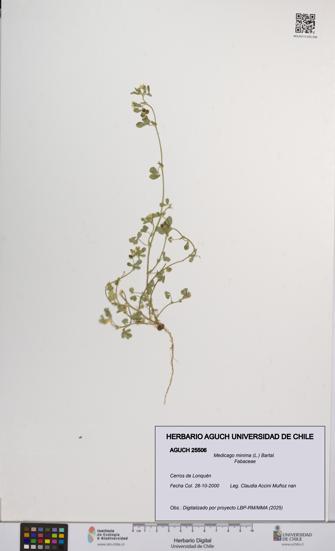 Medicago minima [Espécimen: UCH:AGUCH:0025506]