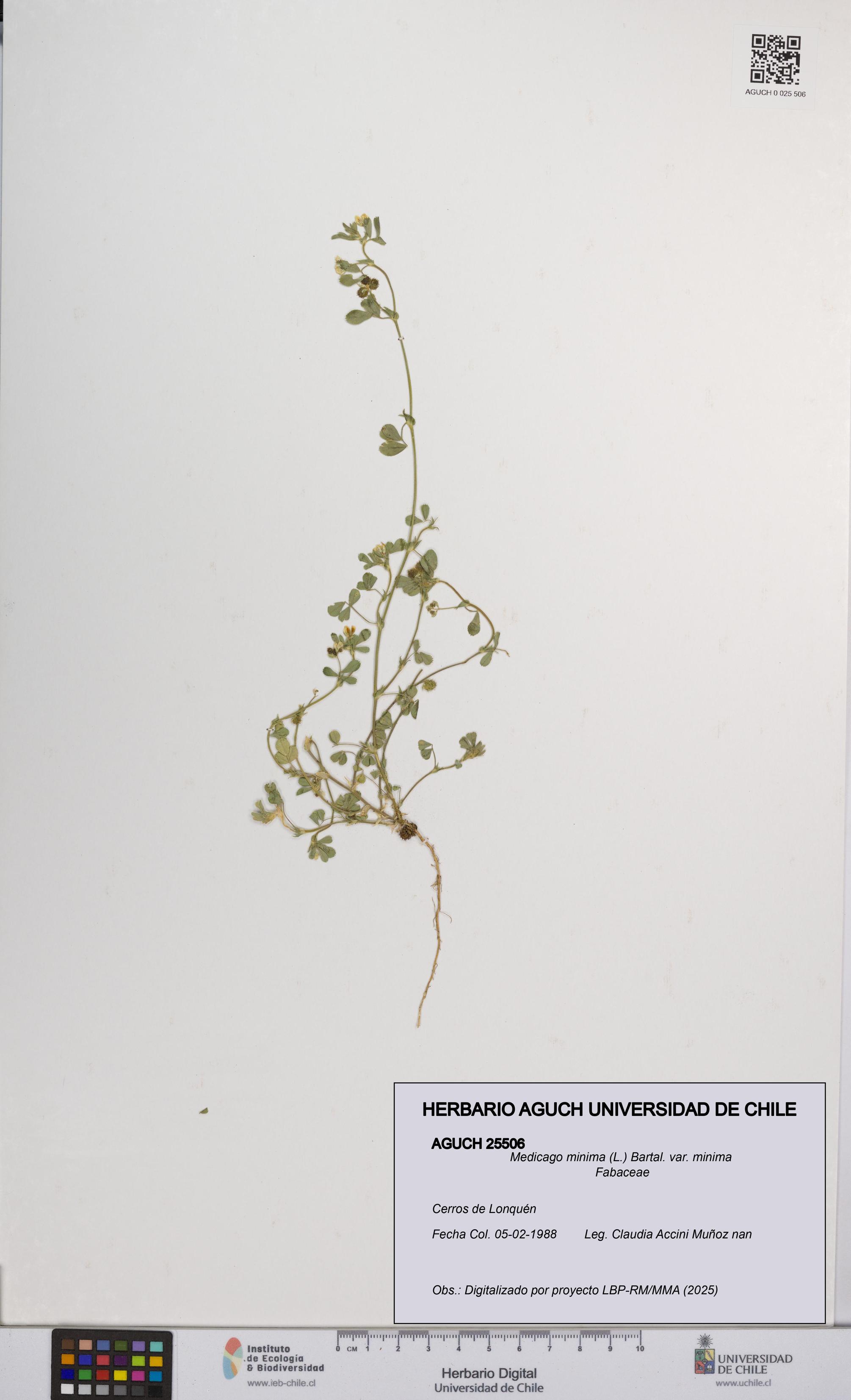 Medicago minima var. minima [Espécimen: ]