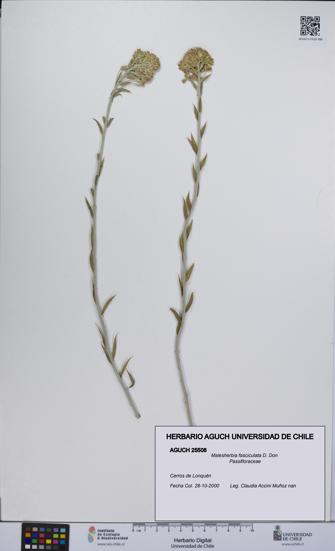 Malesherbia fasciculata [Espécimen: UCH:AGUCH:0025508]