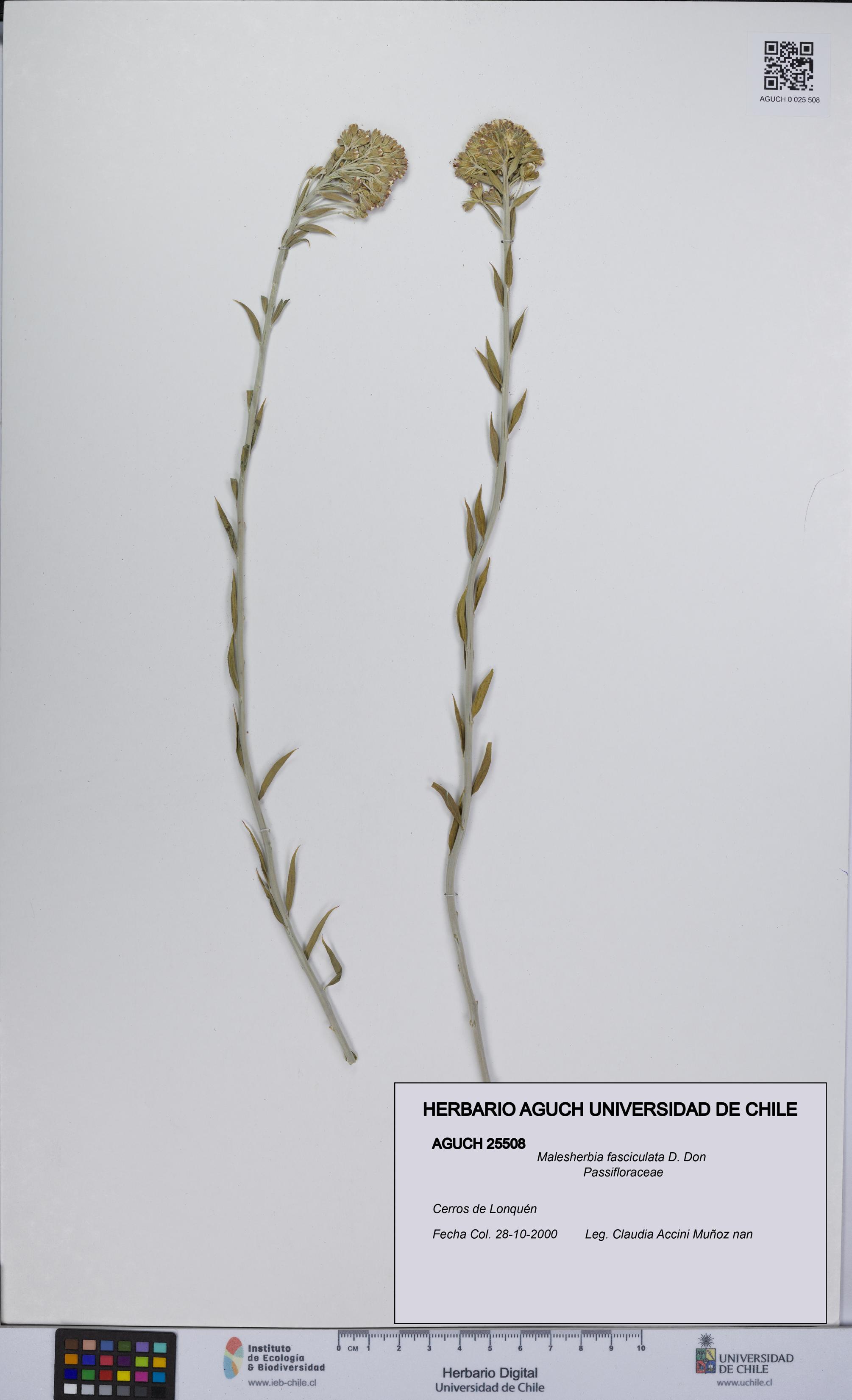 Malesherbia fasciculata [Espécimen: UCH:AGUCH:0025508]