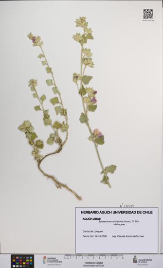 Sphaeralcea obtusiloba [Espécimen: UCH:AGUCH:0025509]