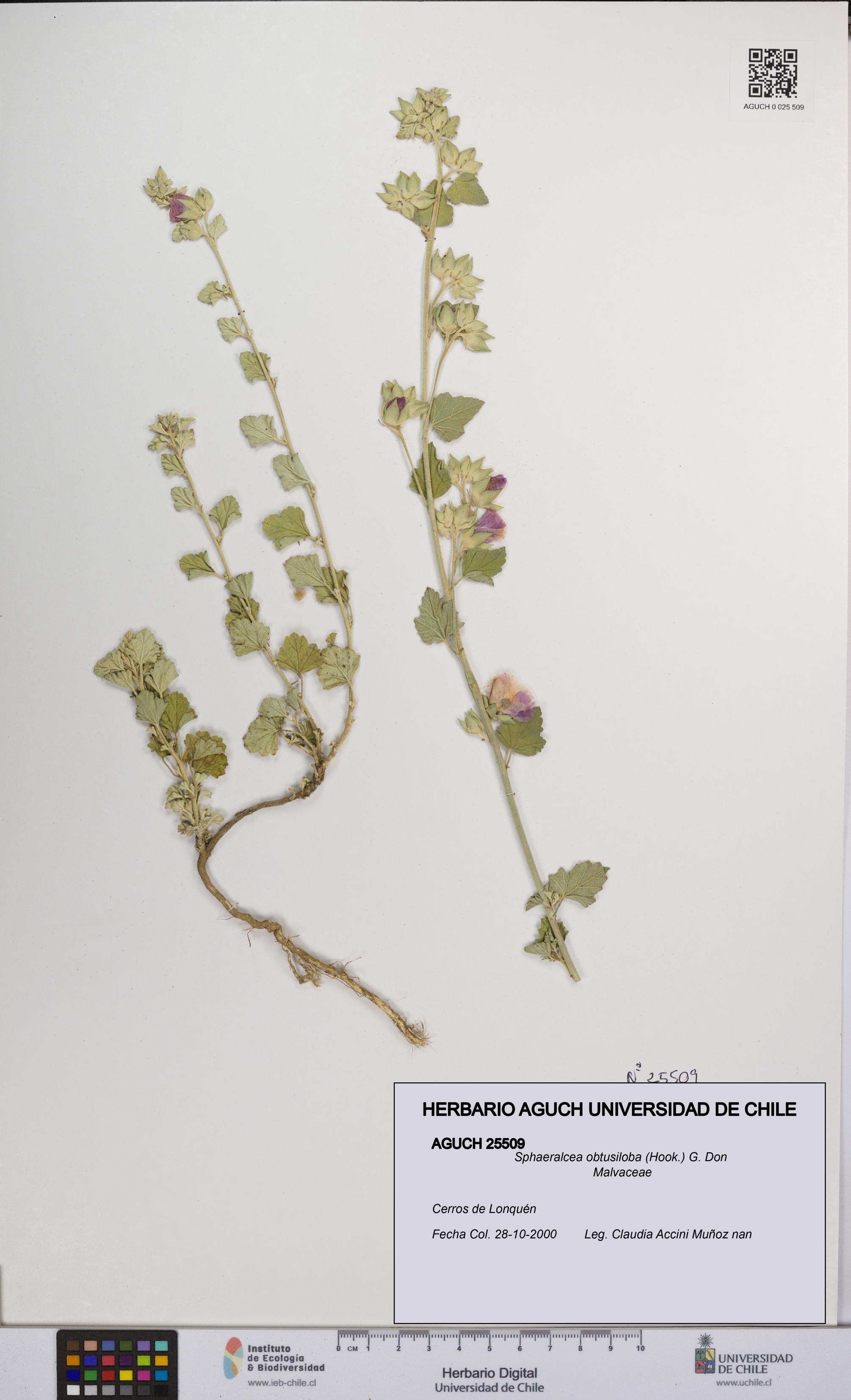 Sphaeralcea obtusiloba [Espécimen: UCH:AGUCH:0025509]