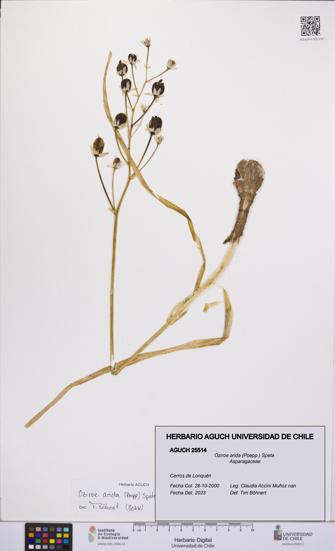 Oziroe arida [Espécimen: UCH:AGUCH:0025514]