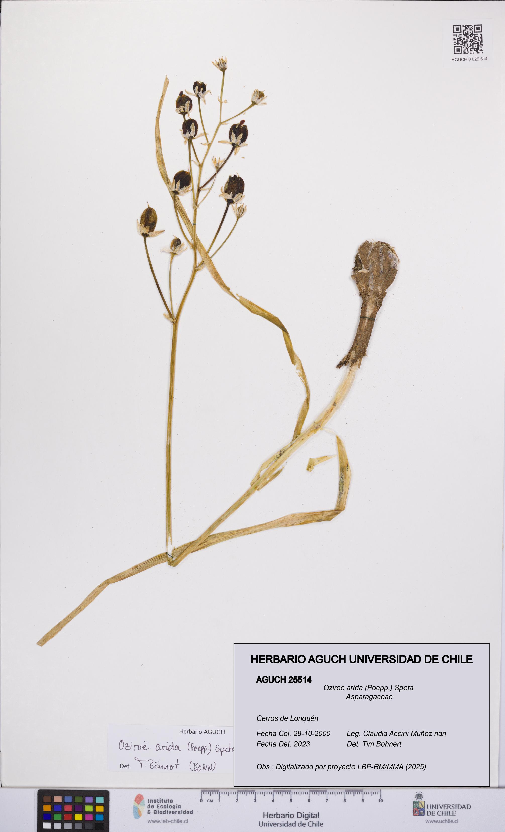 Oziroe arida [Espécimen: UCH:AGUCH:0025514]