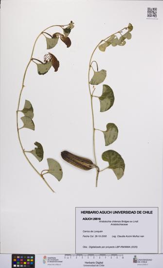 Aristolochia chilensis [Espécimen: UCH:AGUCH:0025519]