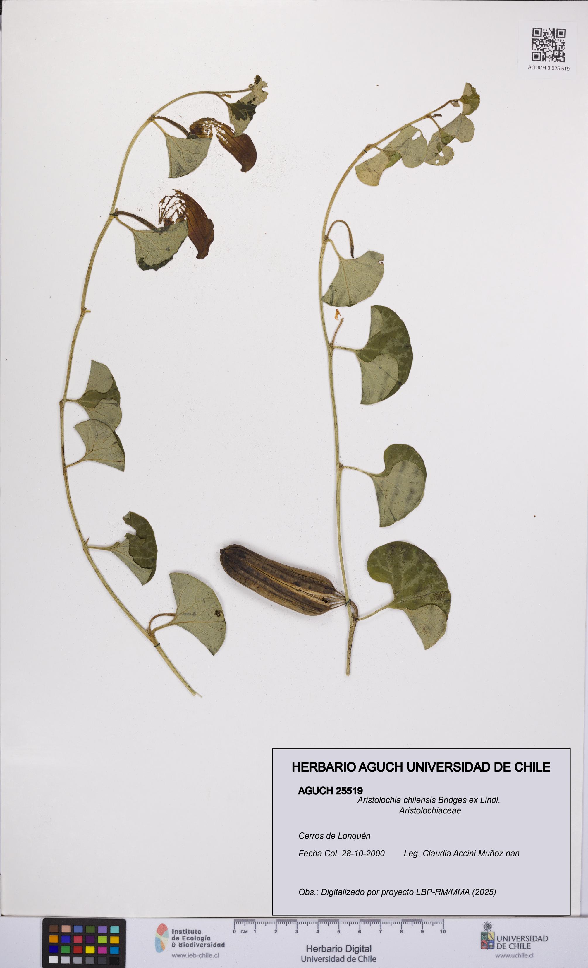 Aristolochia chilensis [Espécimen: UCH:AGUCH:0025519]