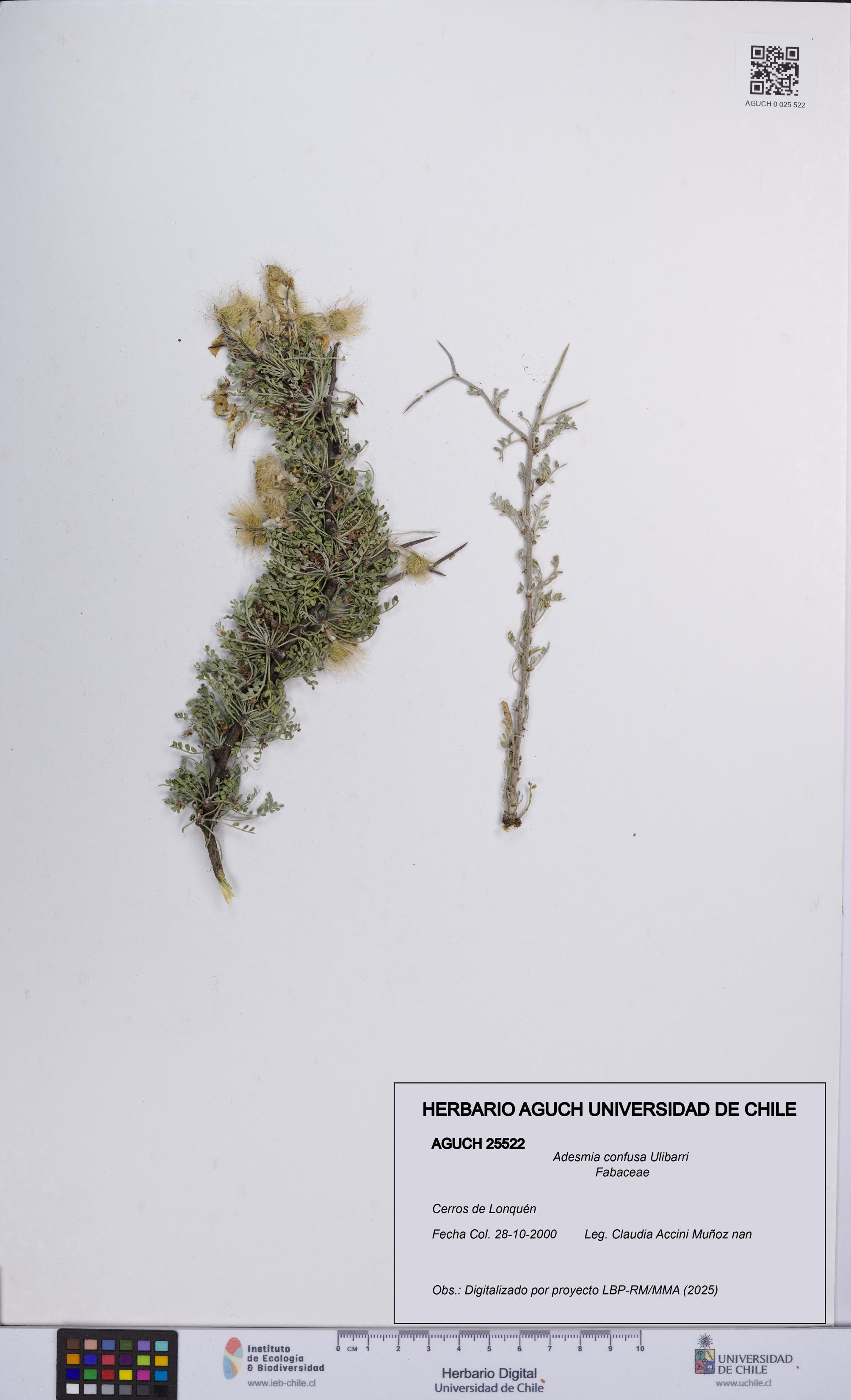 Adesmia confusa [Espécimen: UCH:AGUCH:0025522]