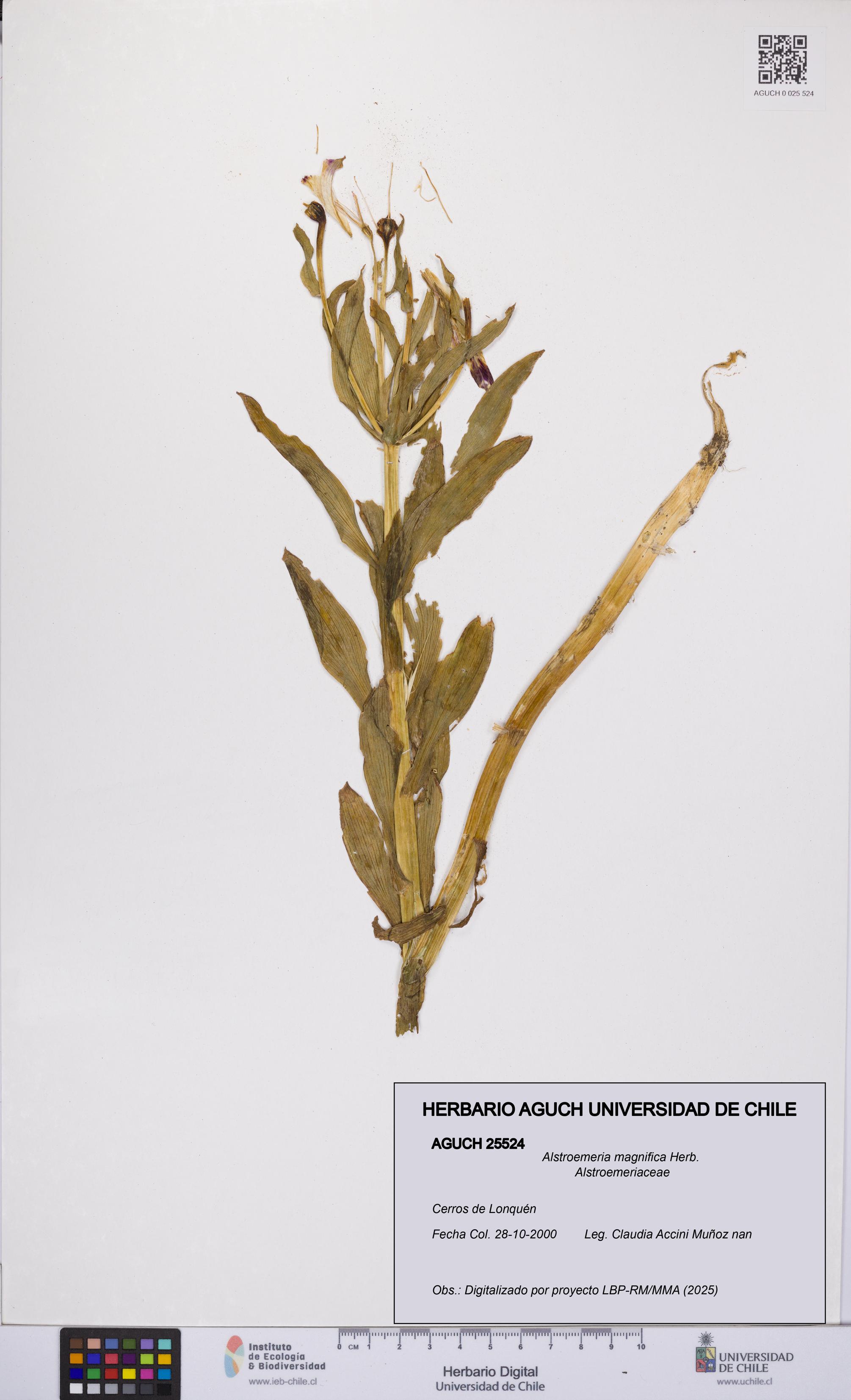 Alstroemeria magnifica [Espécimen: UCH:AGUCH:0025524]