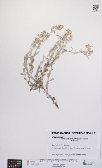 Gamochaeta stachydifolia [Espécimen: UCH:AGUCH:0025545]
