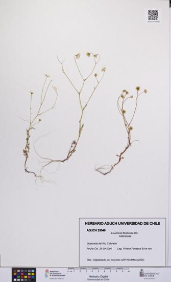 Leucheria floribunda [Espécimen: UCH:AGUCH:0025546]