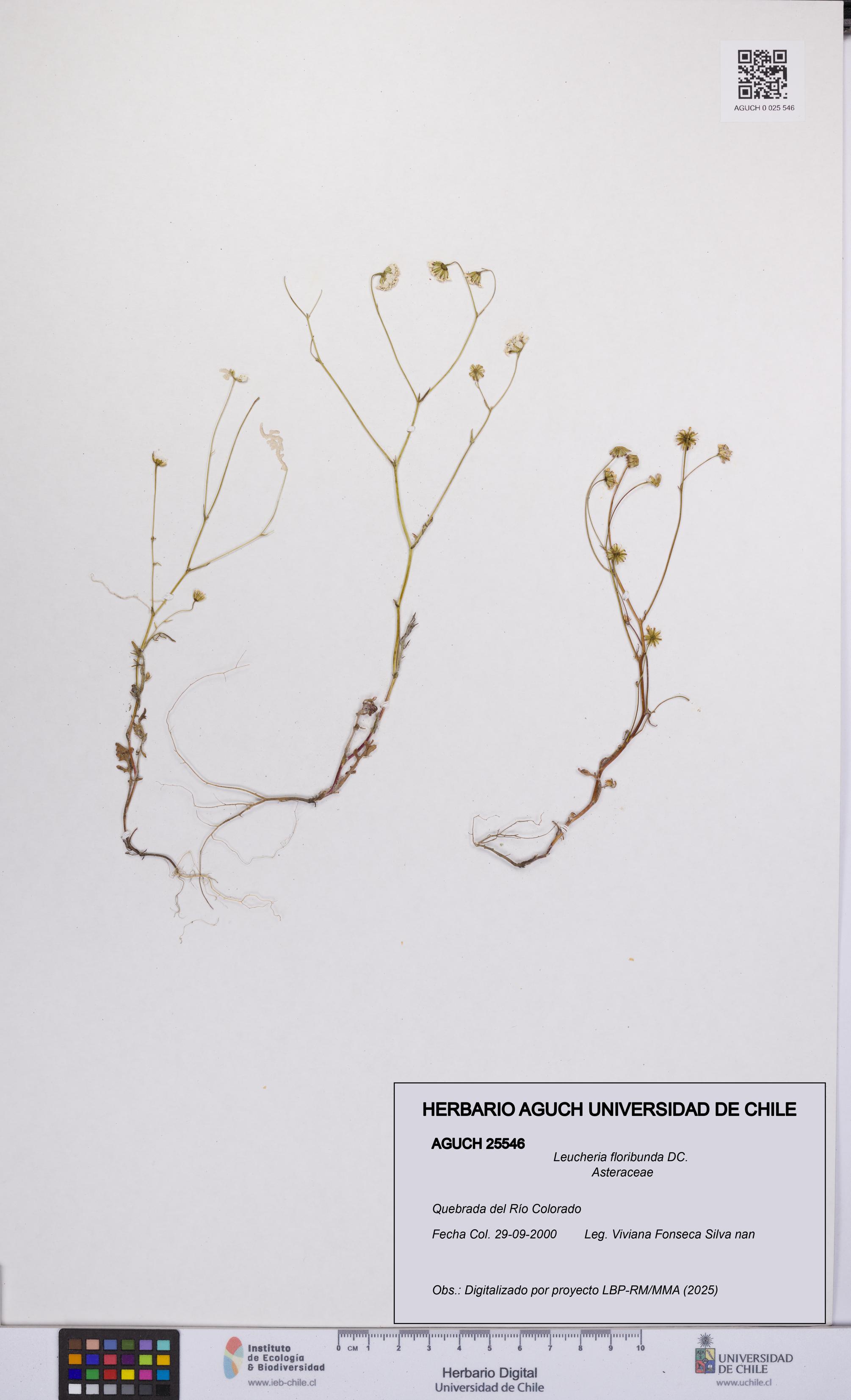 Leucheria floribunda [Espécimen: UCH:AGUCH:0025546]