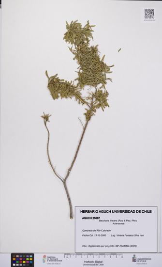 Baccharis linearis [Espécimen: UCH:AGUCH:0025567]