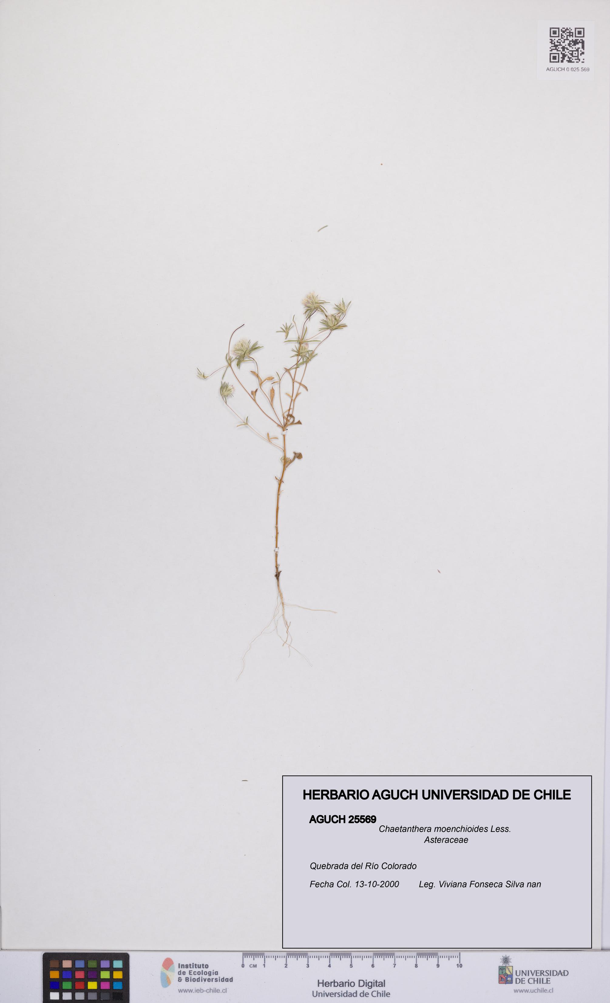 Chaetanthera moenchioides [Espécimen: UCH:AGUCH:0025569]