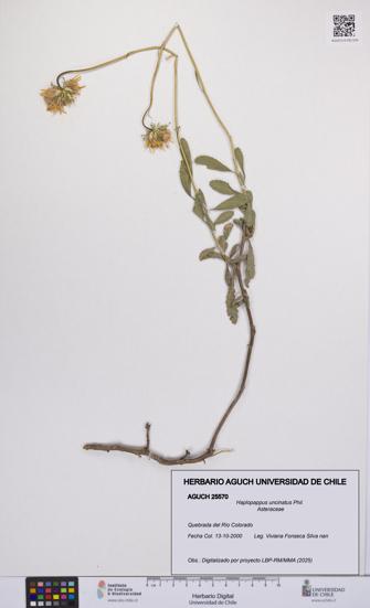 Haplopappus uncinatus [Espécimen: UCH:AGUCH:0025570]