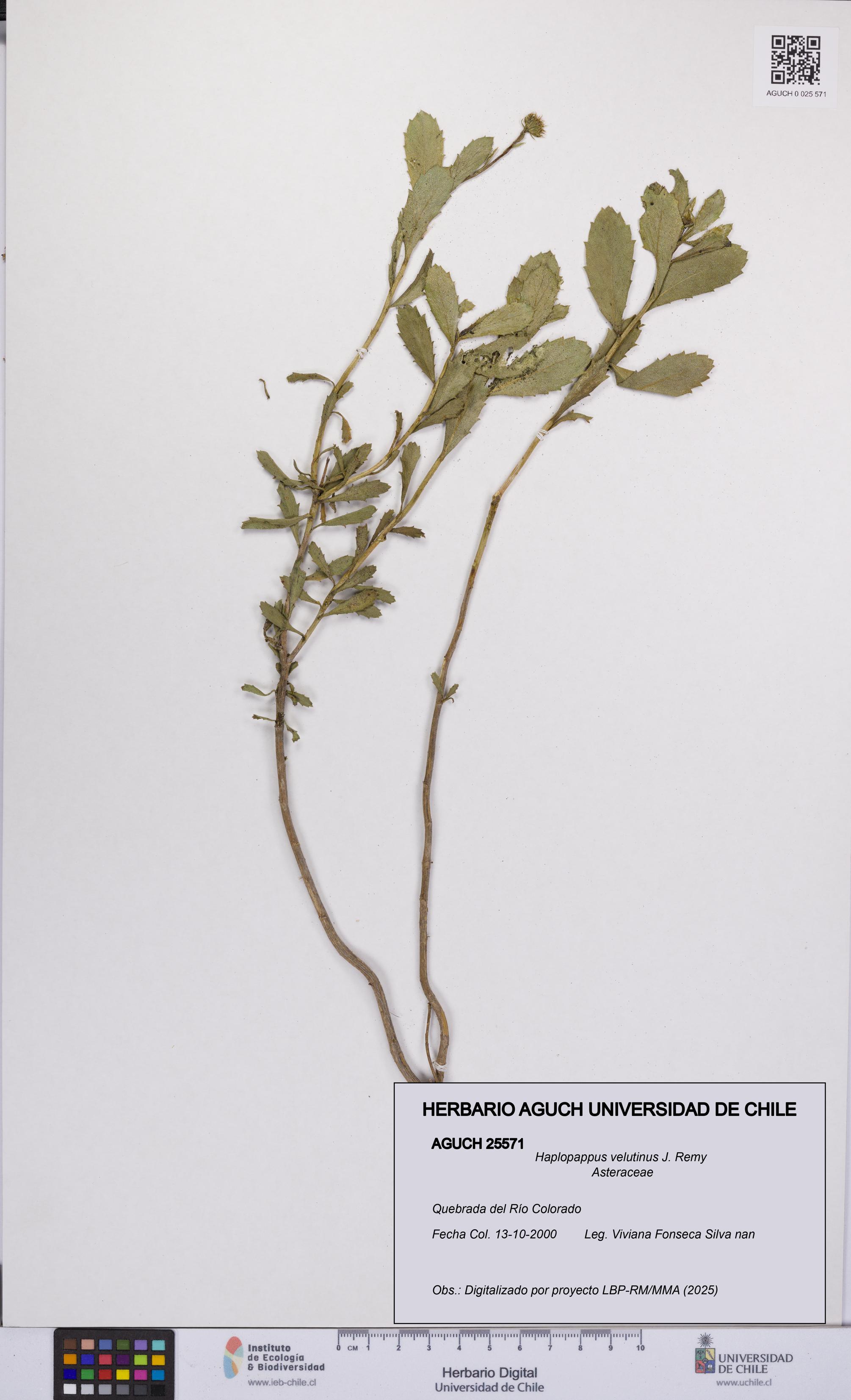 Haplopappus velutinus [Espécimen: UCH:AGUCH:0025571]