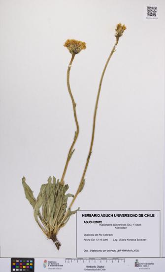 Hypochaeris scorzonerae [Espécimen: UCH:AGUCH:0025572]