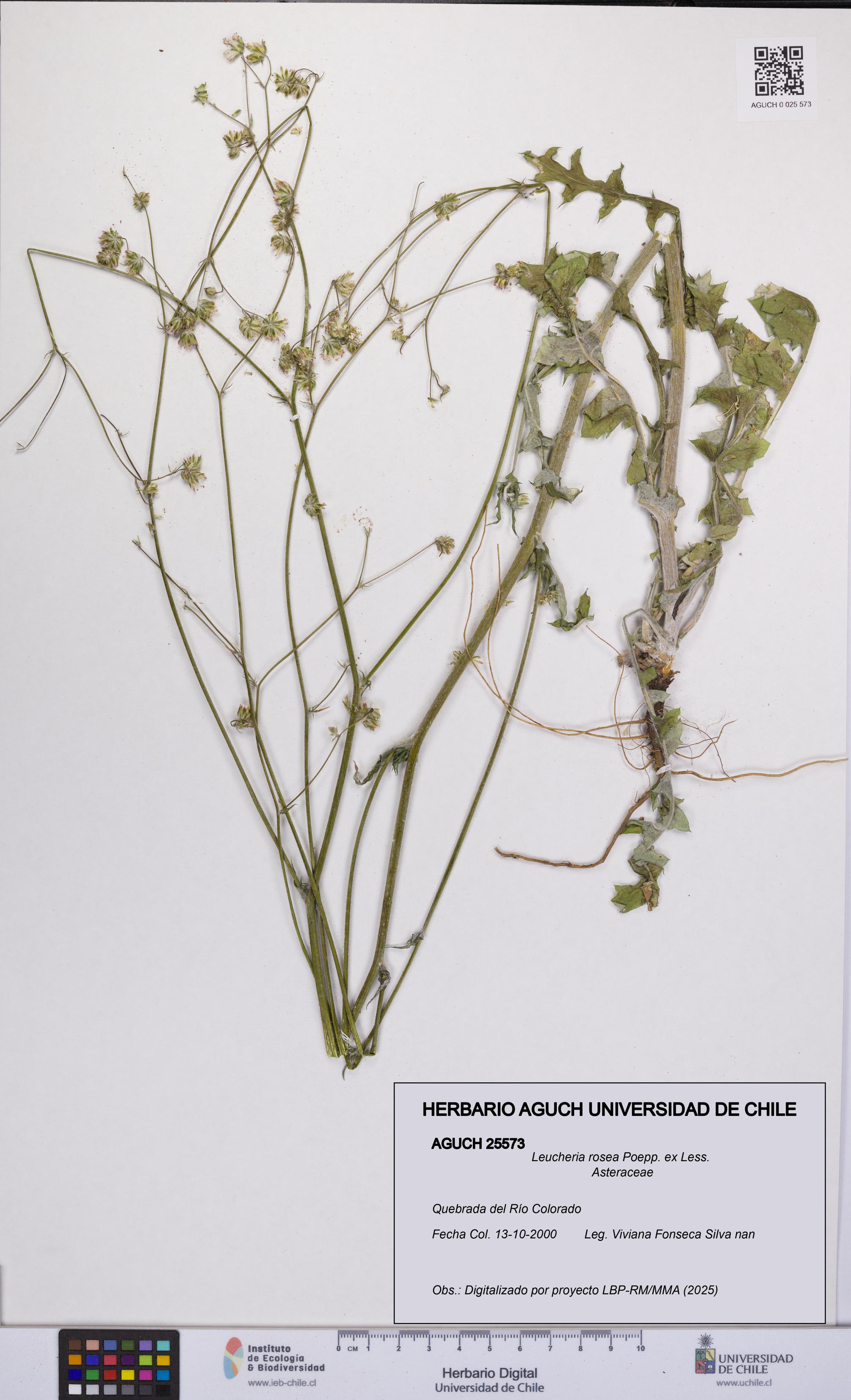 Leucheria rosea [Espécimen: UCH:AGUCH:0025573]