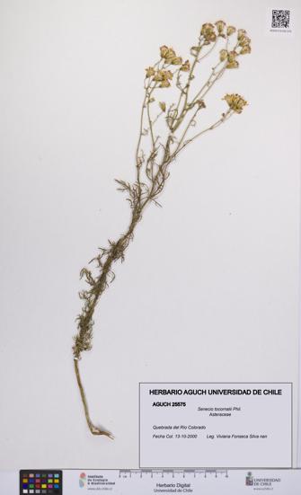 Senecio tocornalii [Espécimen: UCH:AGUCH:0025575]