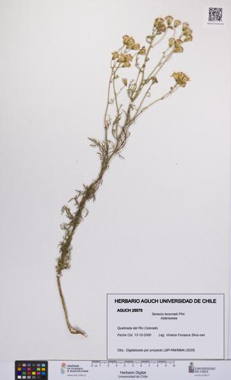 Senecio tocornalii [Espécimen: UCH:AGUCH:0025575]