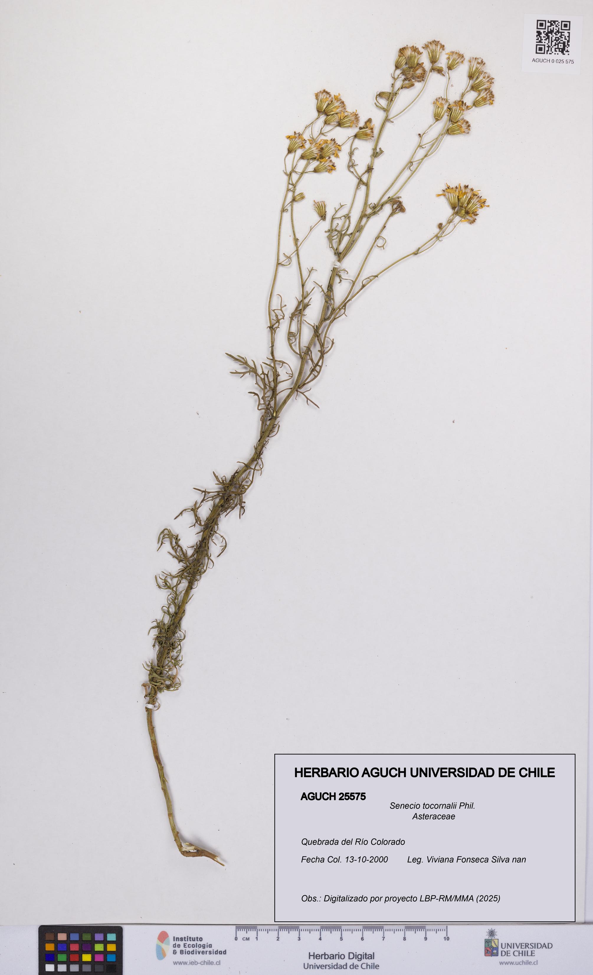 Senecio tocornalii [Espécimen: UCH:AGUCH:0025575]