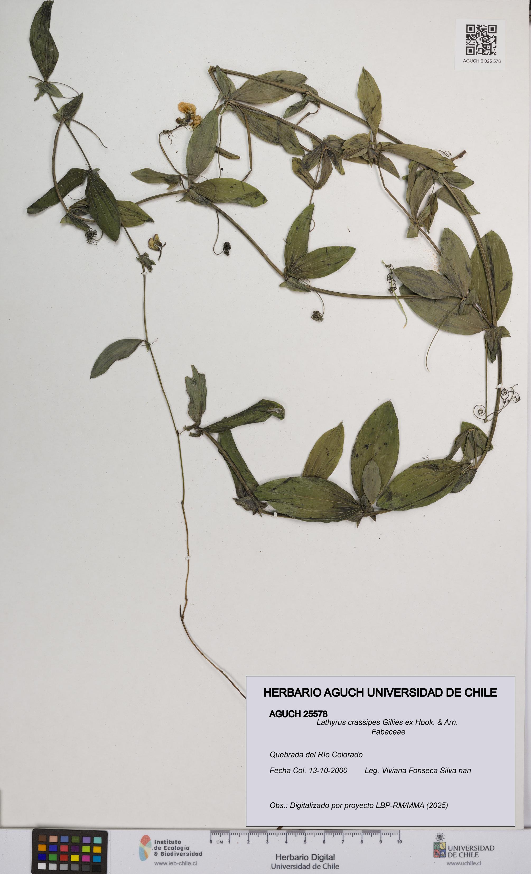 Lathyrus crassipes [Espécimen: UCH:AGUCH:0025578]