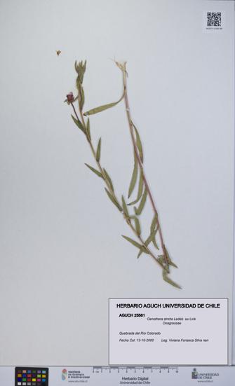 Oenothera stricta [Espécimen: UCH:AGUCH:0025581]