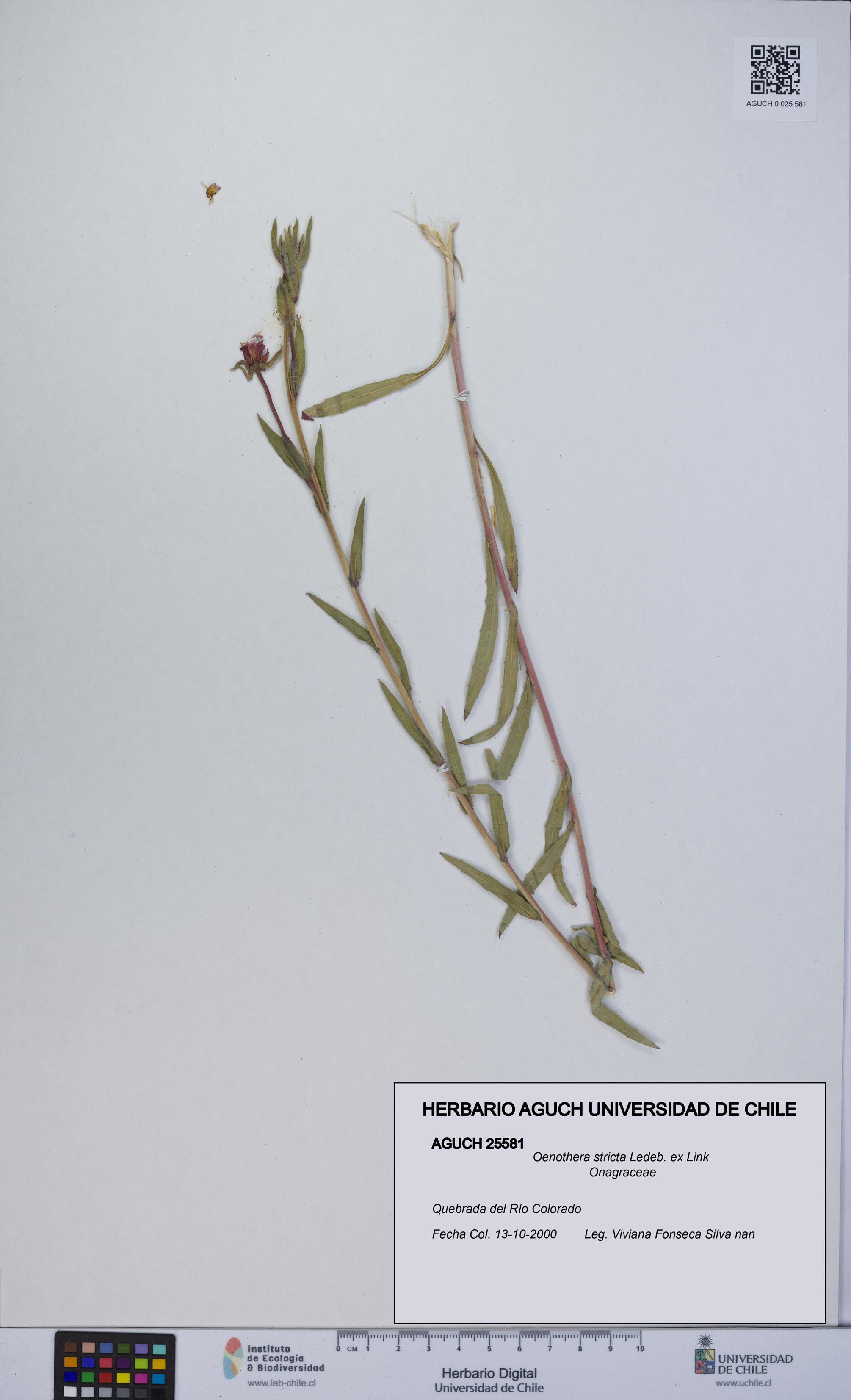 Oenothera stricta [Espécimen: UCH:AGUCH:0025581]