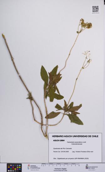 Calceolaria ascendens [Espécimen: UCH:AGUCH:0025591]