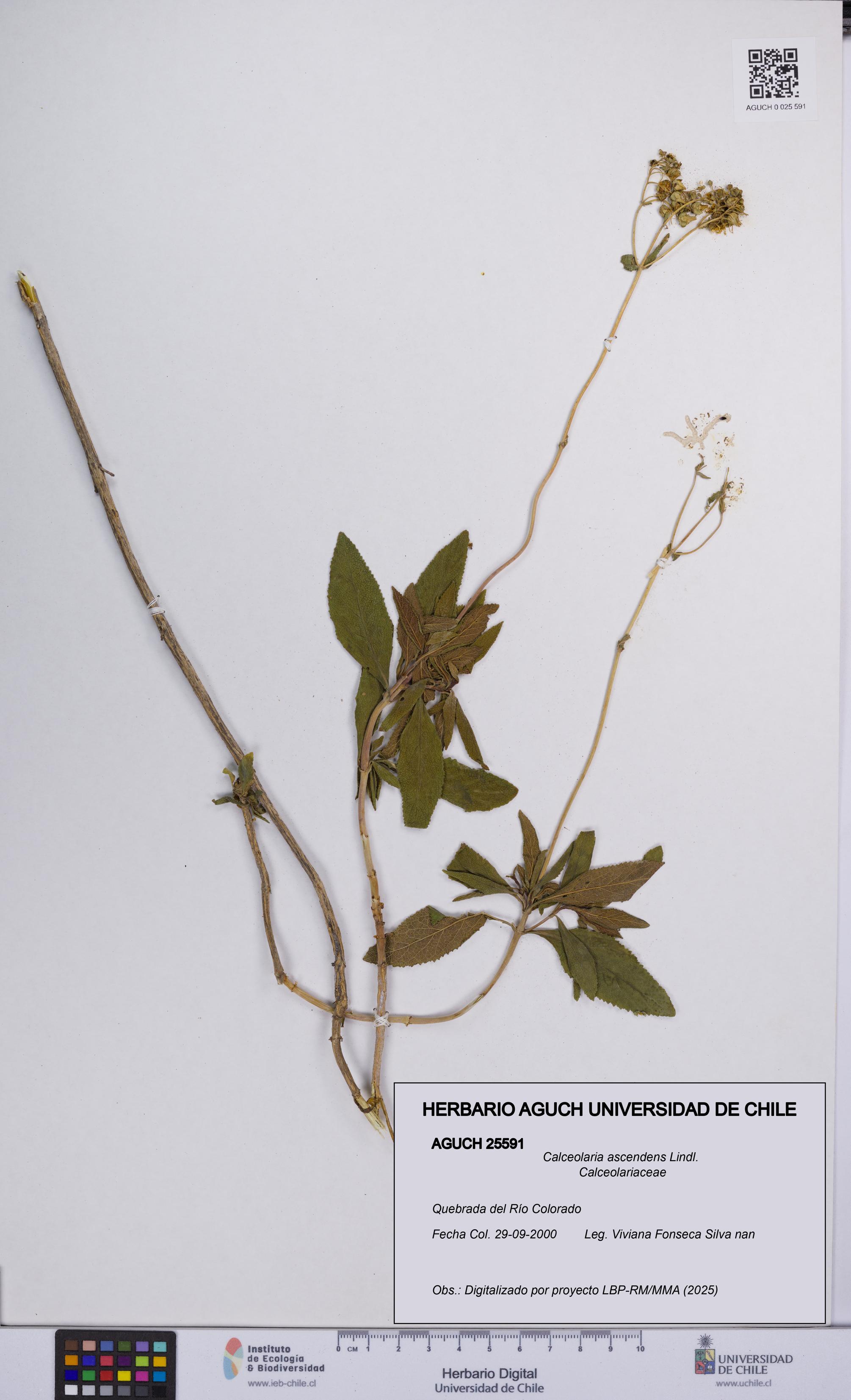 Calceolaria ascendens [Espécimen: UCH:AGUCH:0025591]