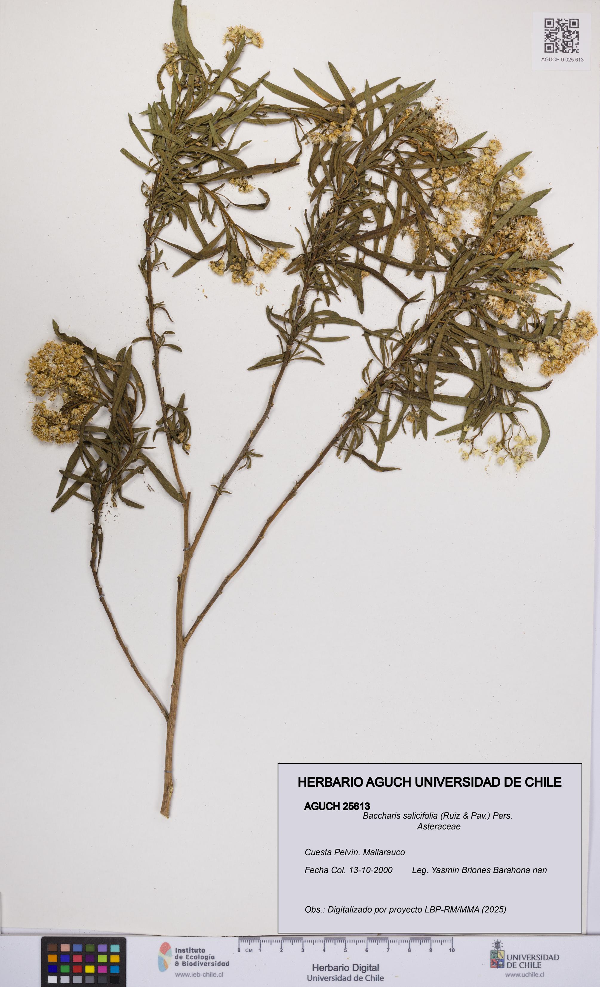 Baccharis salicifolia [Espécimen: UCH:AGUCH:0025613]