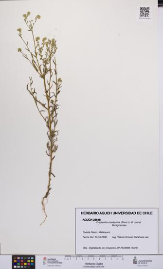 Cryptantha clandestina [Espécimen: UCH:AGUCH:0025618]