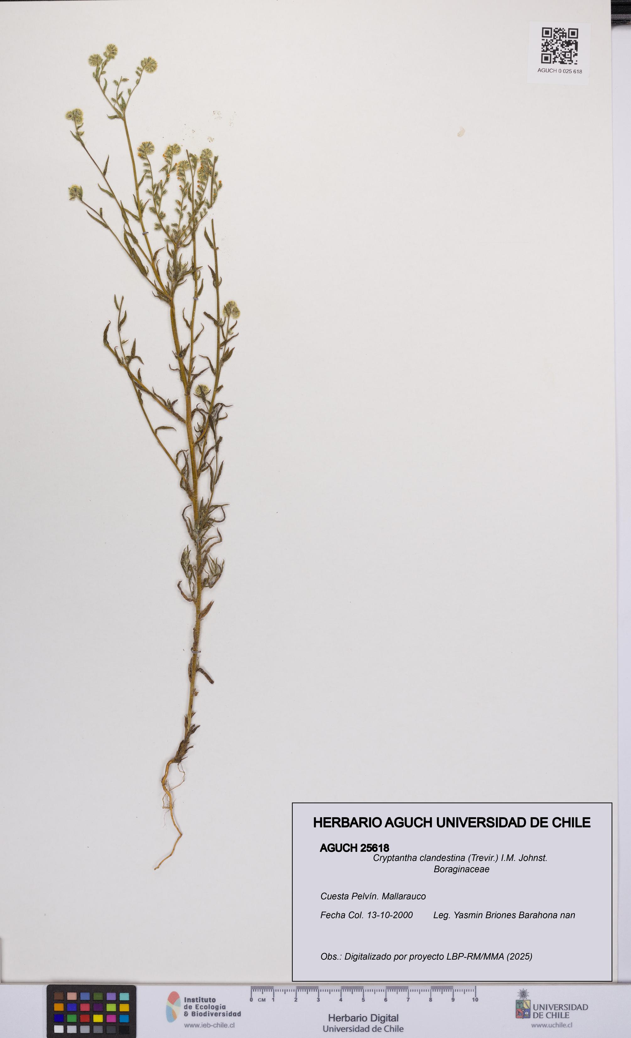 Cryptantha clandestina [Espécimen: UCH:AGUCH:0025618]