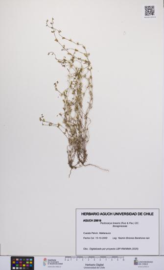 Pectocarya linearis [Espécimen: UCH:AGUCH:0025619]