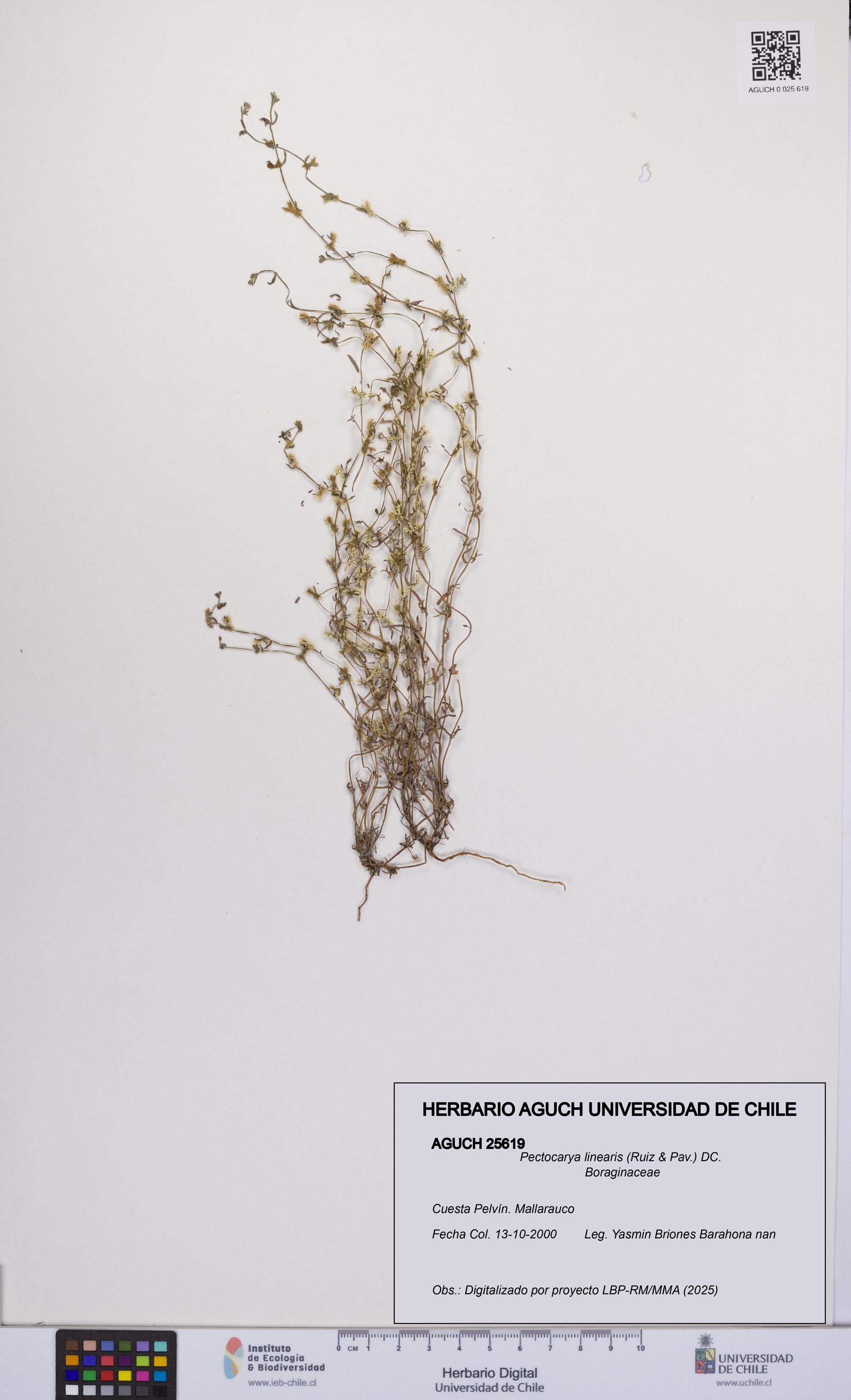 Pectocarya linearis [Espécimen: UCH:AGUCH:0025619]