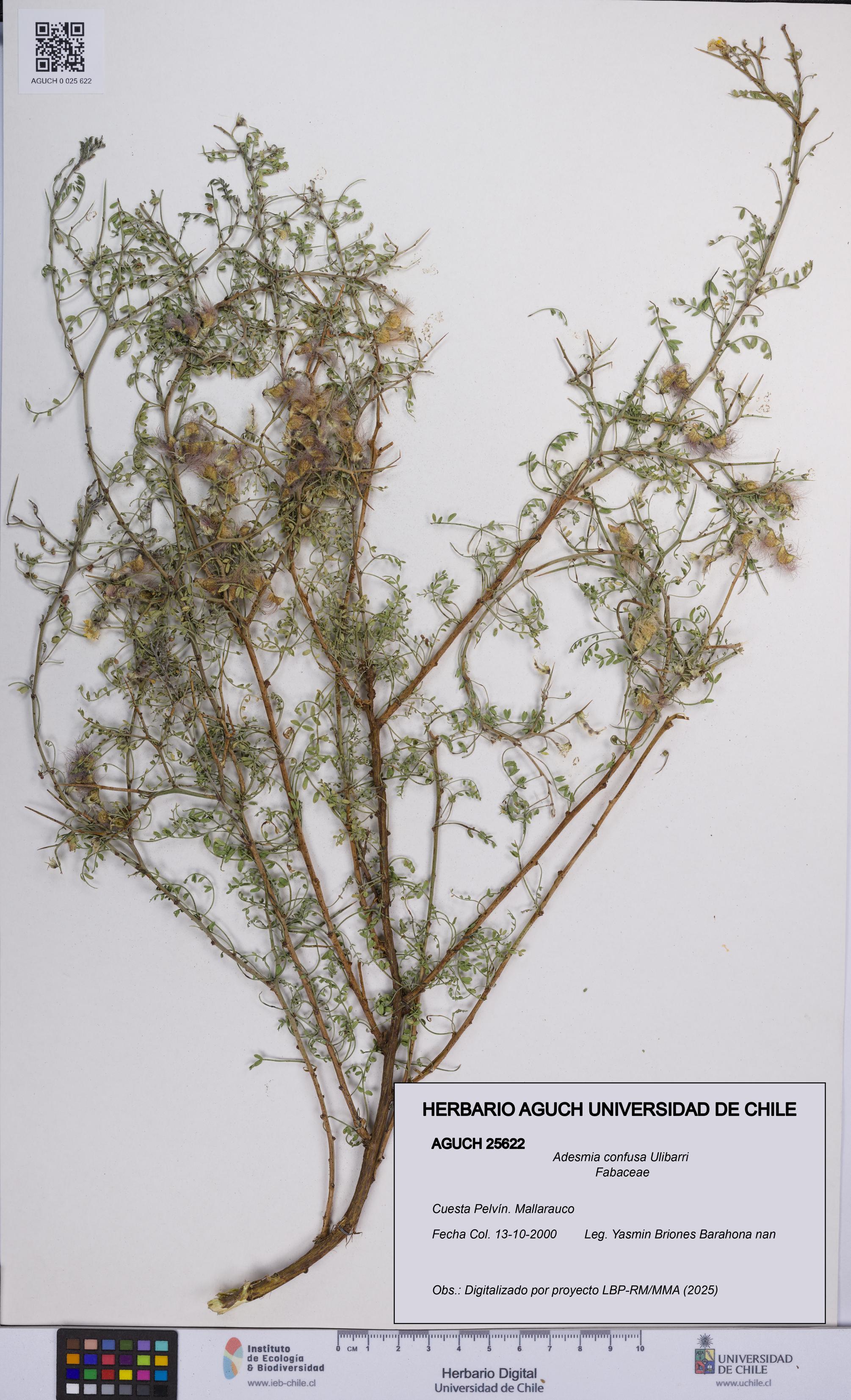 Adesmia confusa [Espécimen: UCH:AGUCH:0025622]