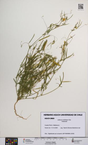 Lathyrus multiceps [Espécimen: UCH:AGUCH:0025623]