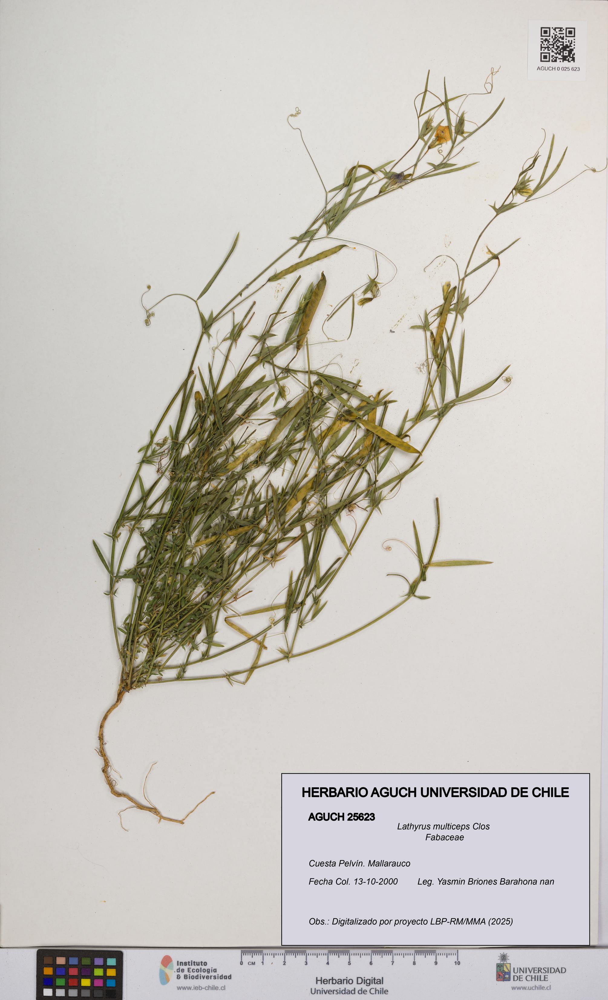 Lathyrus multiceps [Espécimen: UCH:AGUCH:0025623]