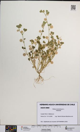 Trifolium tomentosum [Espécimen: UCH:AGUCH:0025625]