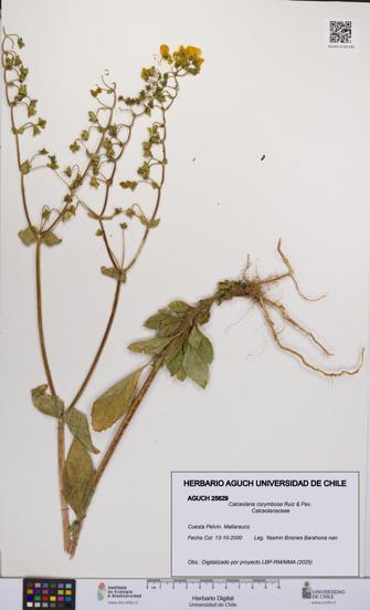 Calceolaria corymbosa [Espécimen: UCH:AGUCH:0025629]