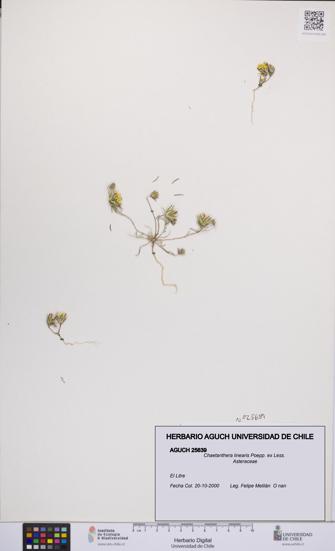 Chaetanthera linearis [Espécimen: UCH:AGUCH:0025639]