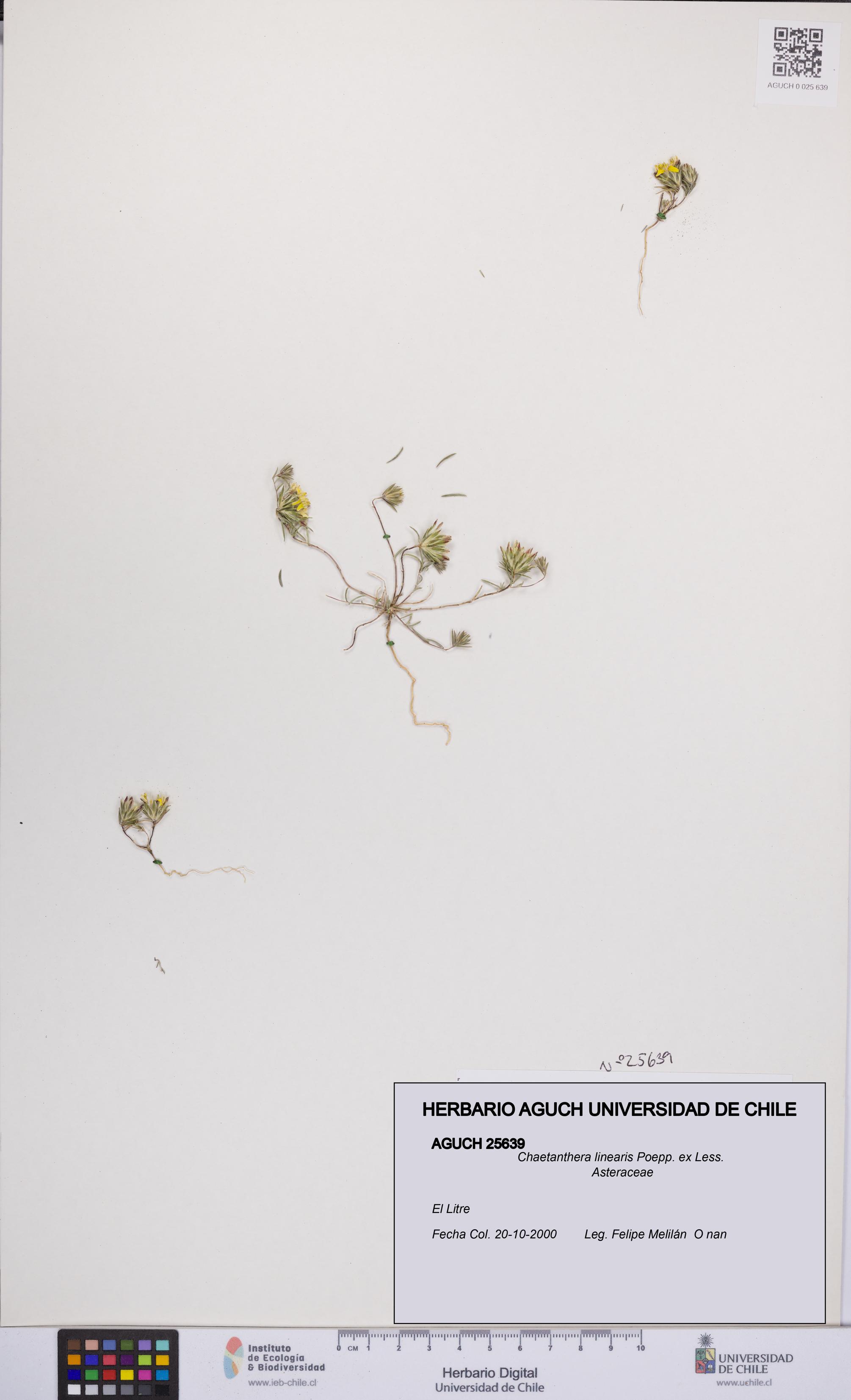 Chaetanthera linearis [Espécimen: UCH:AGUCH:0025639]
