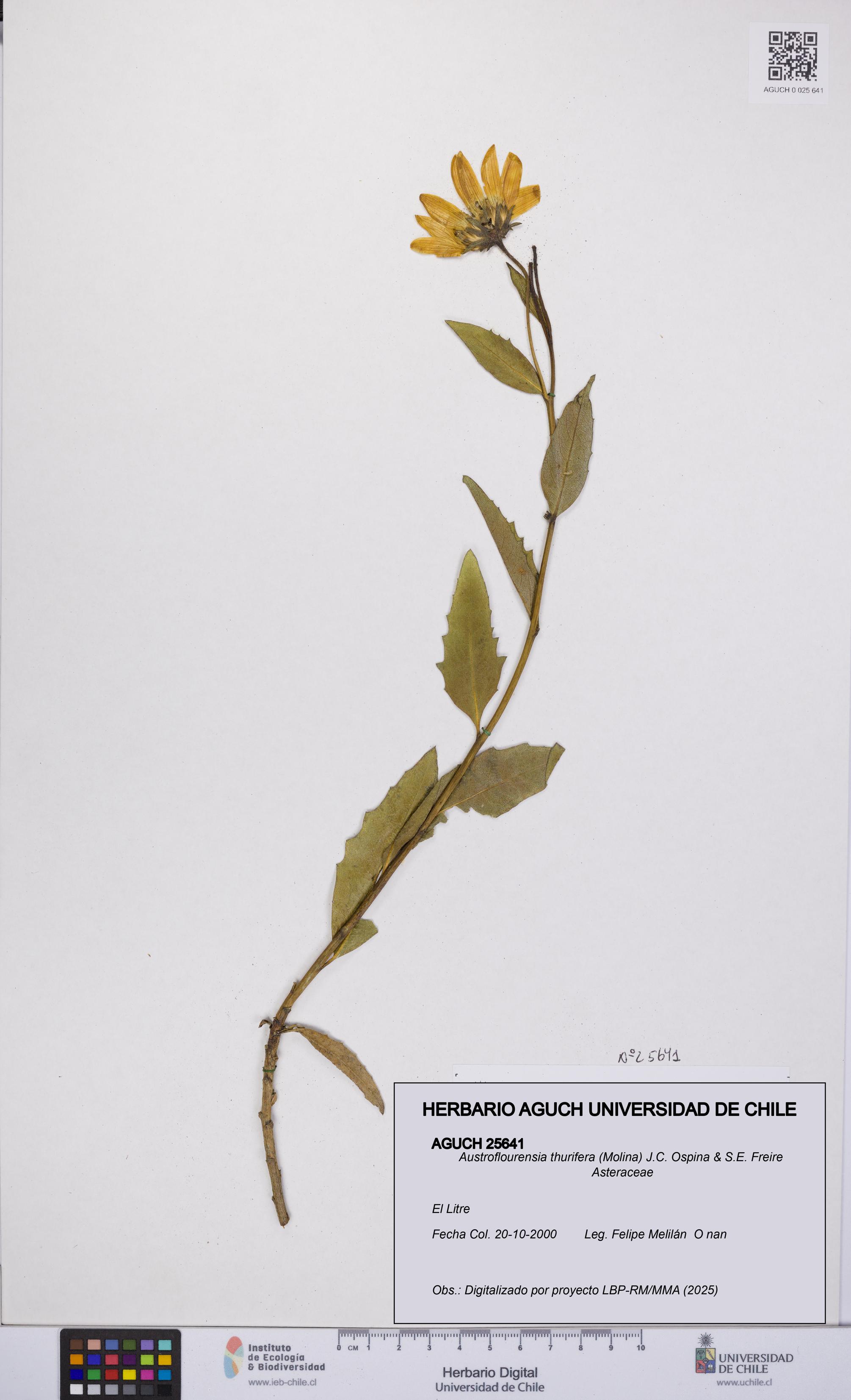 Austroflourensia thurifera [Espécimen: UCH:AGUCH:0025641]