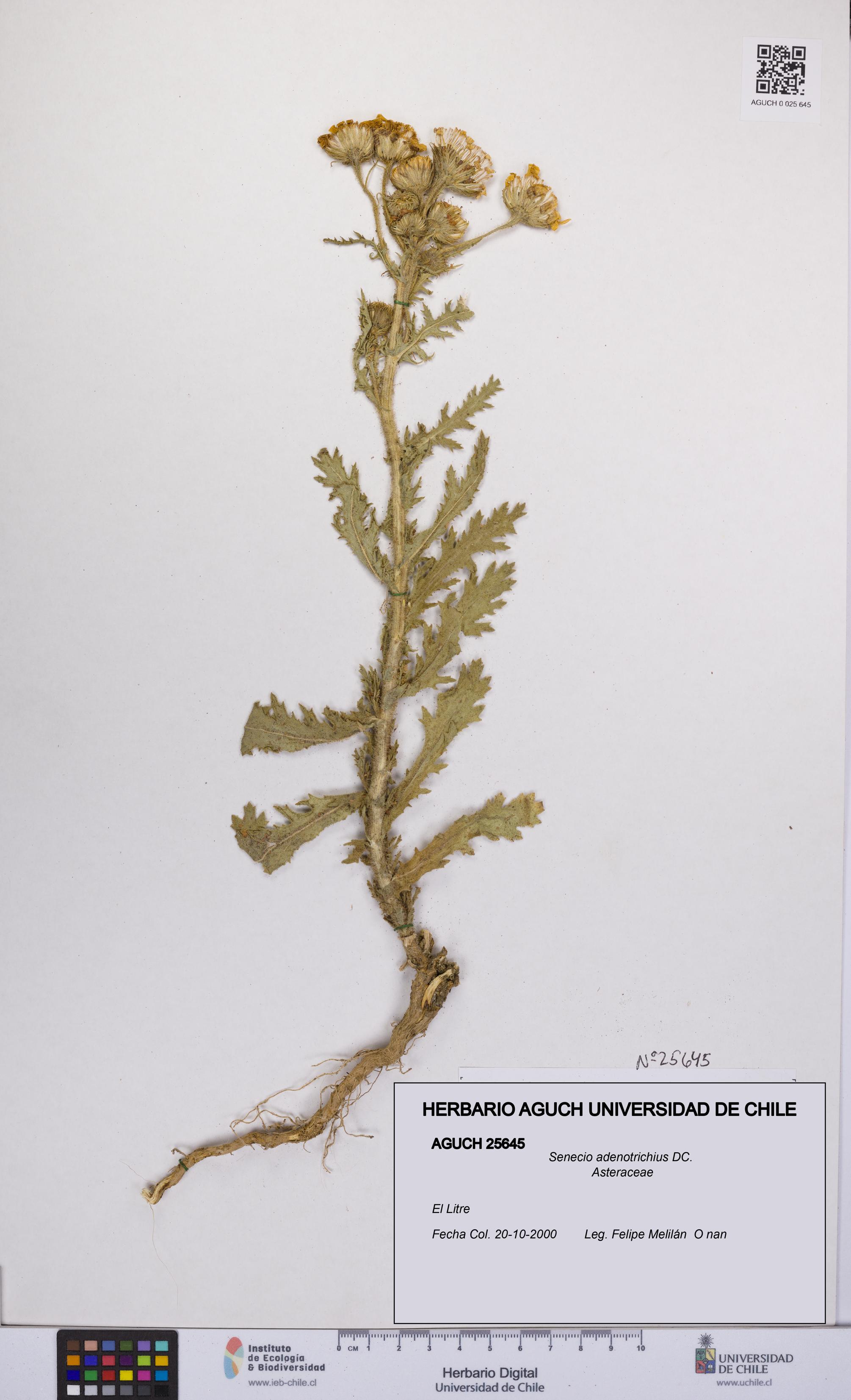 Senecio adenotrichius [Espécimen: UCH:AGUCH:0025645]