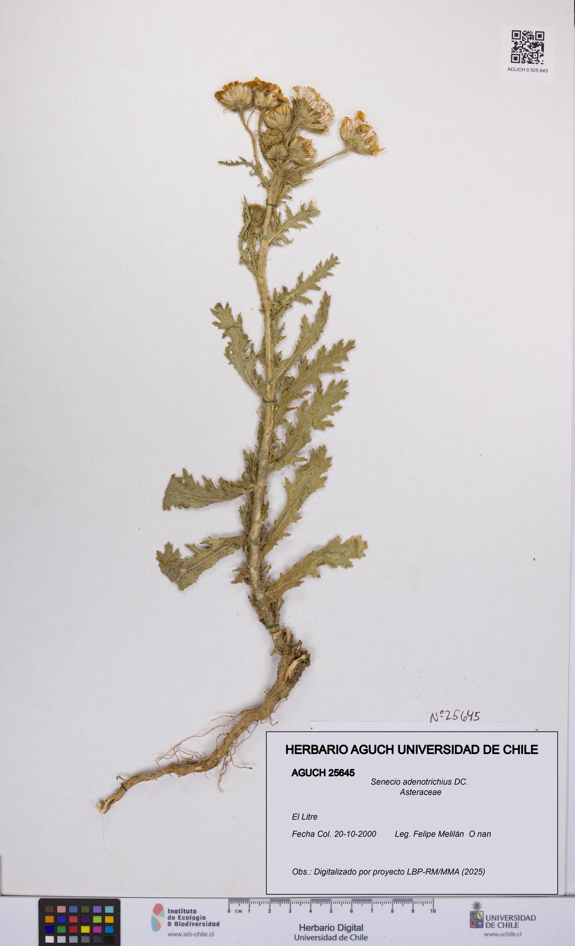 Senecio adenotrichius [Espécimen: UCH:AGUCH:0025645]