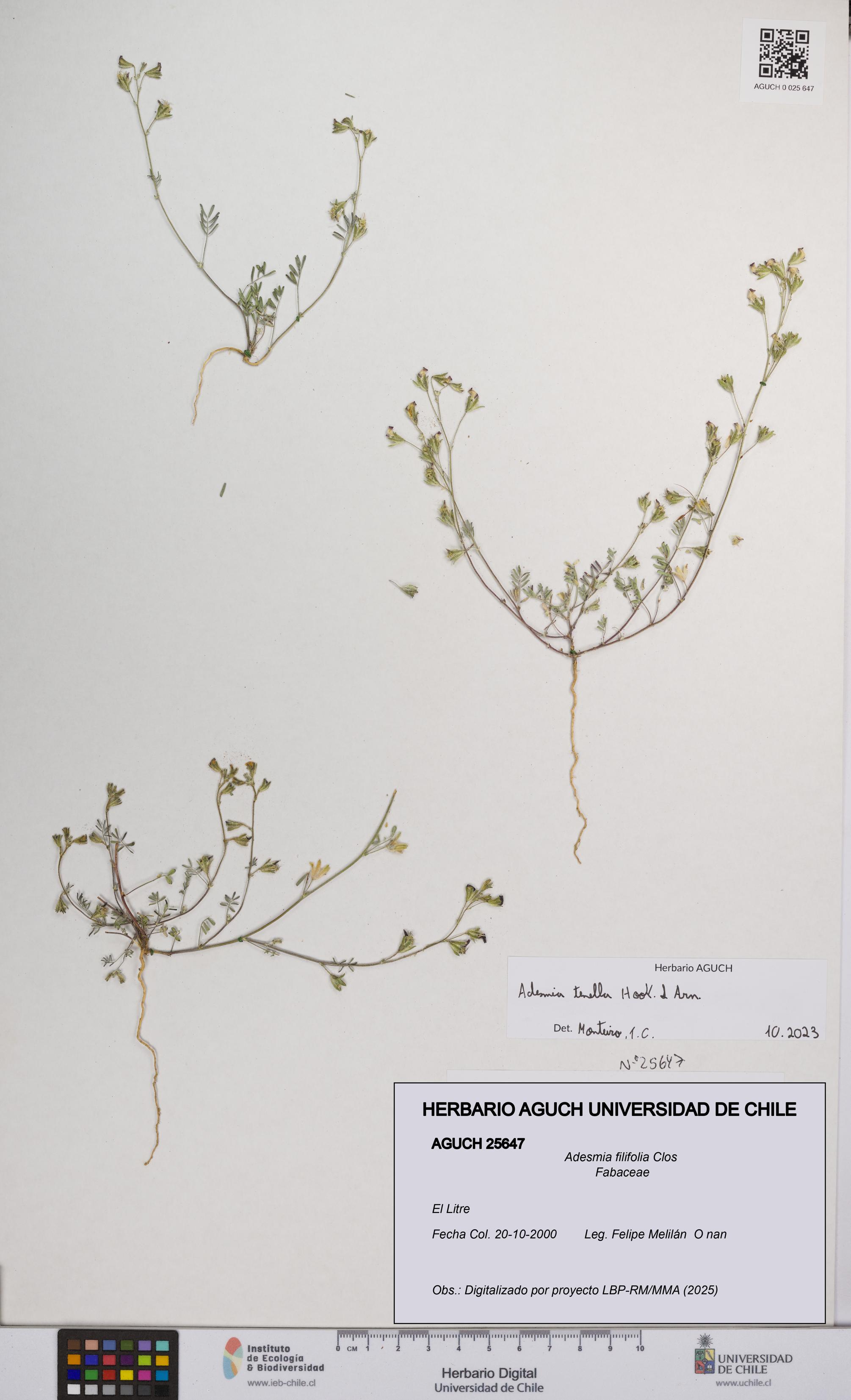 Adesmia filifolia [Espécimen: UCH:AGUCH:0025647]